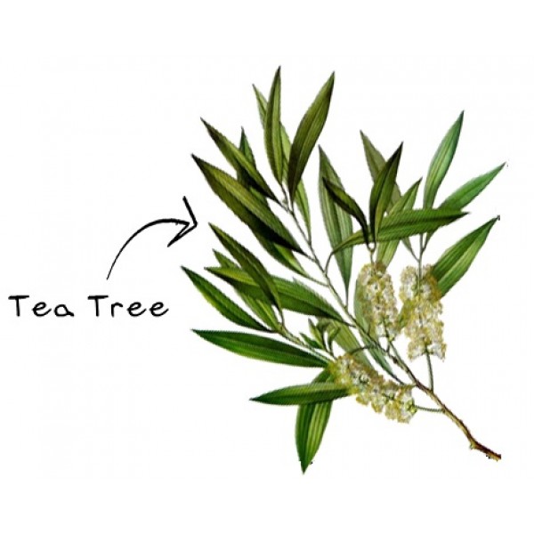 Кола маска Чаено дърво - Doll - 100 мл Патрони 100 мл